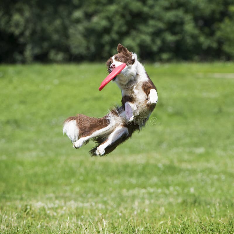 Can All Dogs Play Frisbee