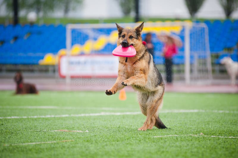 Frisbee German Shepherd Catching Stock Photography Image 30616512