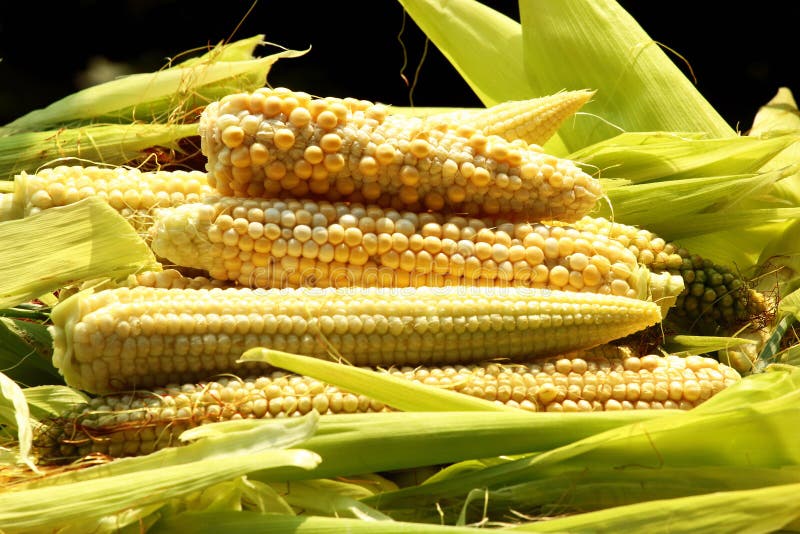 Frisch abgezogene Maiskolben stockfoto Frisch abgezogene Maiskolben stockfoto