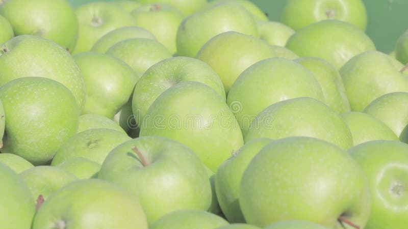 Frisch grüne Äpfel, bereit für den Transport in Nassgarten