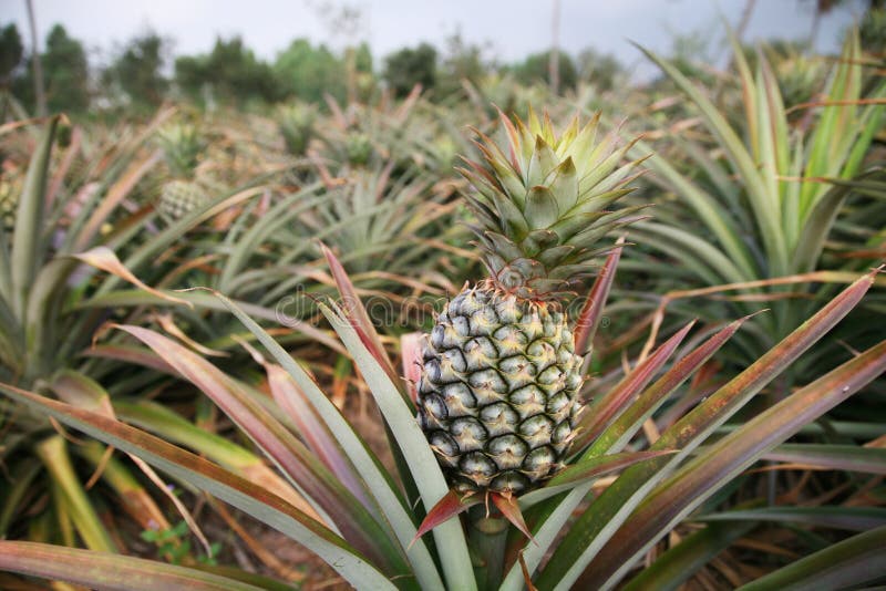 Frische Ananas lizenzfreie stockbilder Frische Ananas lizenzfreie stockbilder