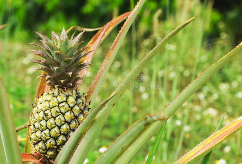 Frische tropische Ananas stockbild. Bild von aroma, küche - 29737797