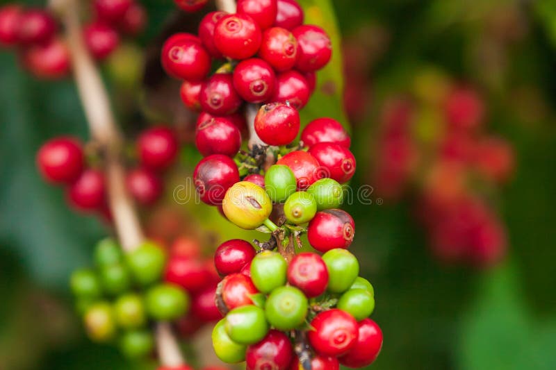 Frische Arabicakaffeekirschen auf dem Baum im Kaffee bewirtschaften, Bol stockfotos Frische Arabicakaffeekirschen auf dem Baum im Kaffee bewirtschaften, Bol stockfotos