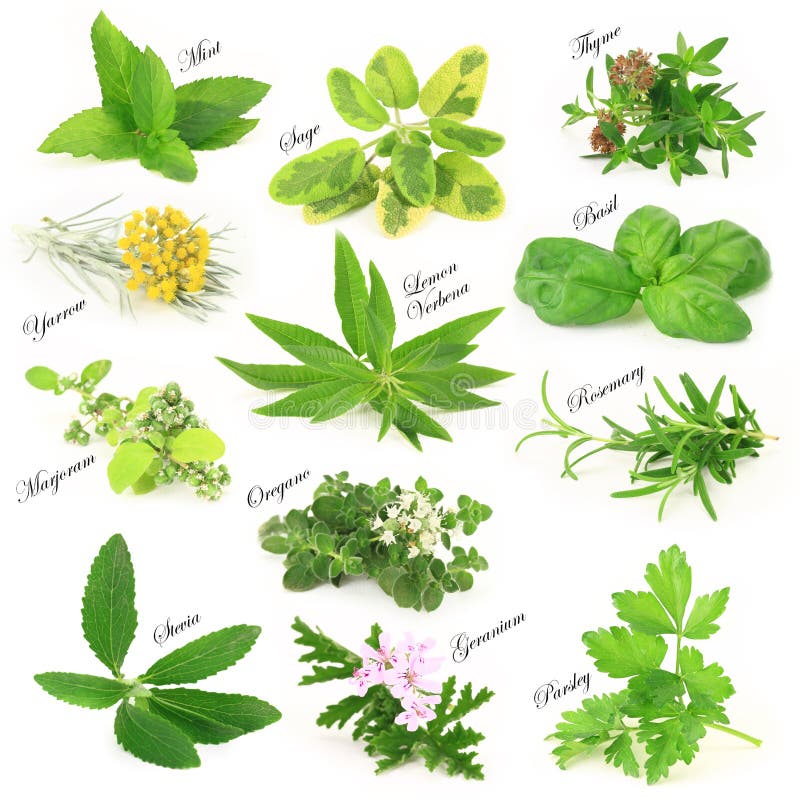 Frische aromatische Kräuter lizenzfreies stockfoto Frische aromatische Kräuter lizenzfreies stockfoto