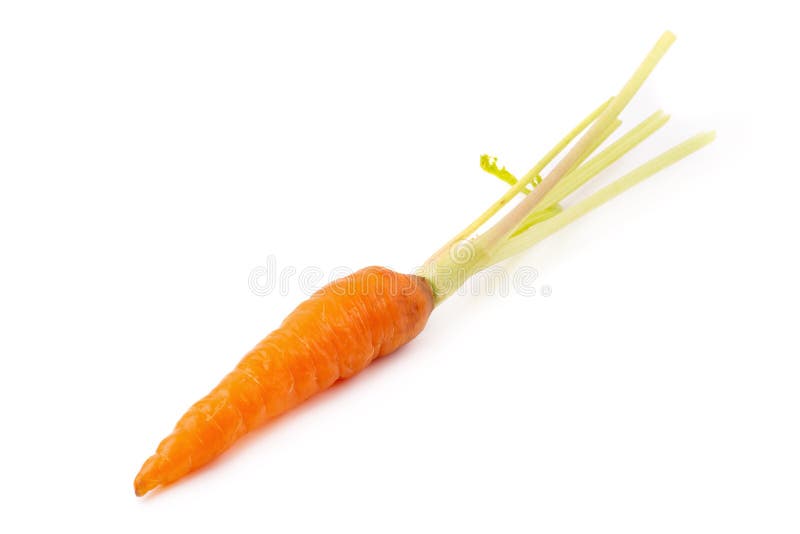 Frische Babykarotten lokalisiert auf einem weißen Hintergrund stockbilder Frische Babykarotten lokalisiert auf einem weißen Hintergrund stockbilder