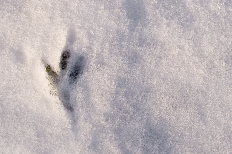 Frische Bahnen der Vögel auf dem weißen Schnee, Draufsicht lizenzfreies stockbild Frische Bahnen der Vögel auf dem weißen Schnee, Draufsicht lizenzfreies stockbild
