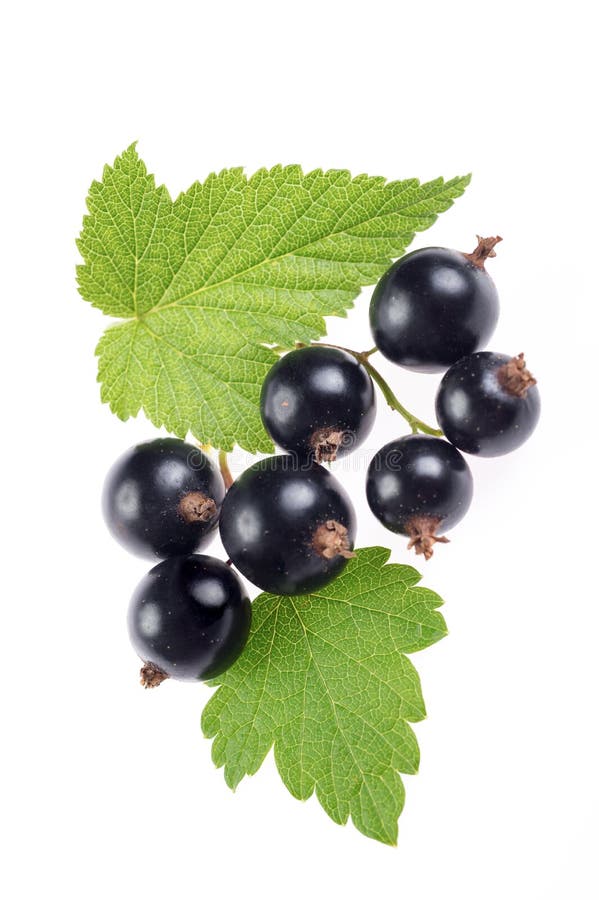 Frische Beeren der schwarzen Johannisbeere mit den Blättern lokalisiert stockbilder Frische Beeren der schwarzen Johannisbeere mit den Blättern lokalisiert stockbilder