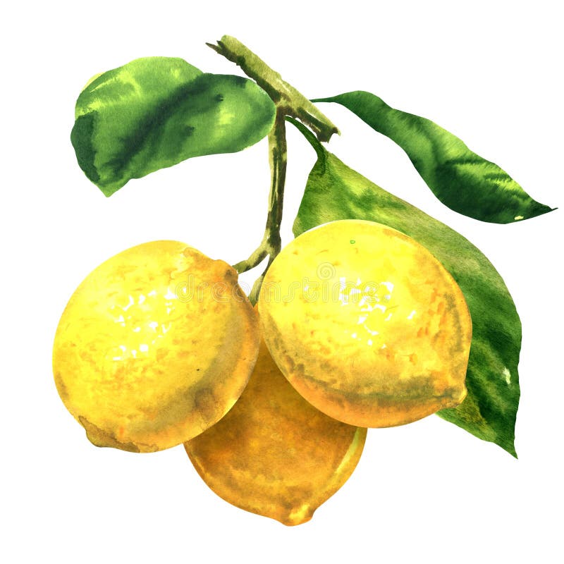 Frische drei gelbe Fruchtzitronen mit grünen Blättern auf Niederlassung, Zweig lokalisiert, Hand gezeichnete Aquarellillustration stock abbildung Frische drei gelbe Fruchtzitronen mit grünen Blättern auf Niederlassung, Zweig lokalisiert, Hand gezeichnete Aquarellillustration stock abbildung