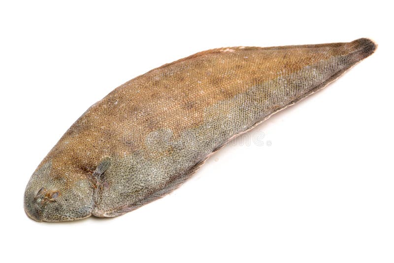 Frische einzige Fische der ganzen Paare stockfotografie Frische einzige Fische der ganzen Paare stockfotografie