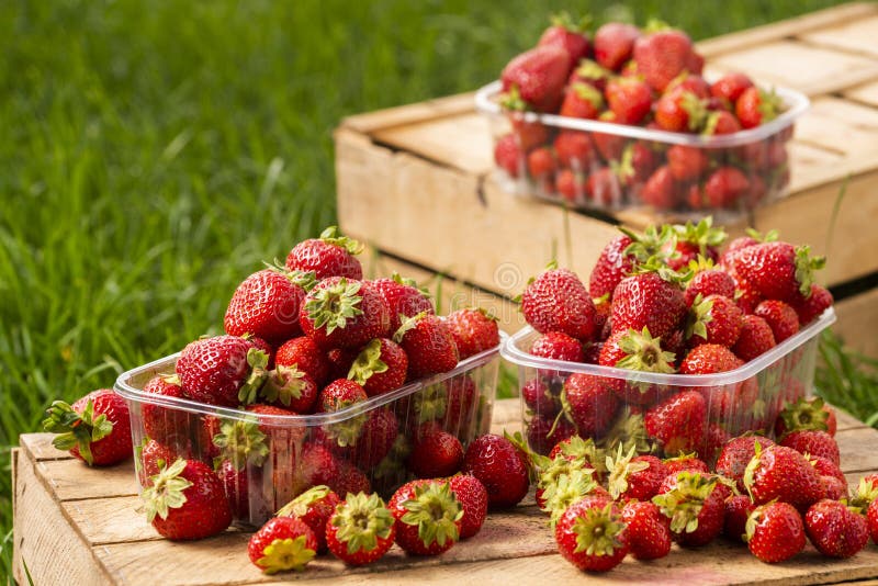 Frische Erdbeeren Vom Garten Beim Ernten Auf Holzkisten