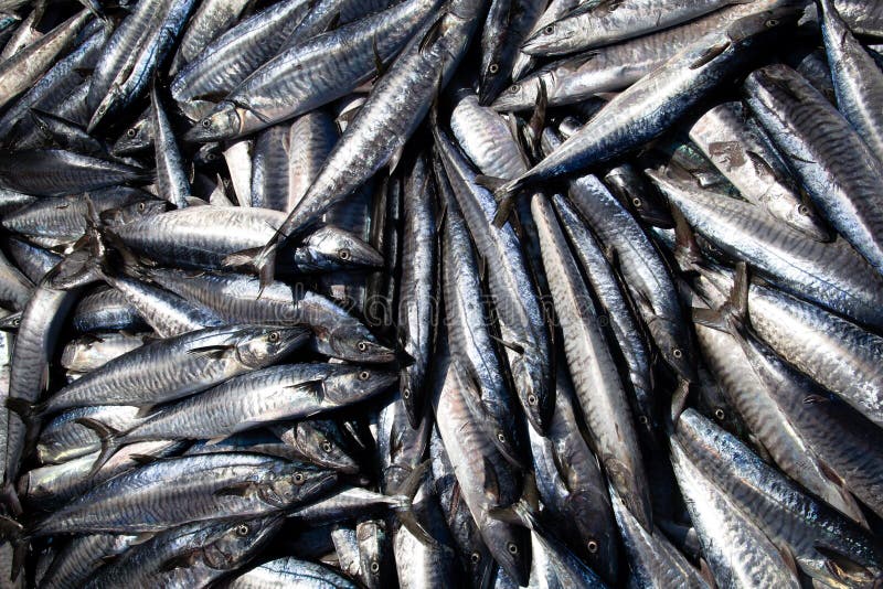 Frische Fische auf dem Boot stockbilder Frische Fische auf dem Boot stockbilder