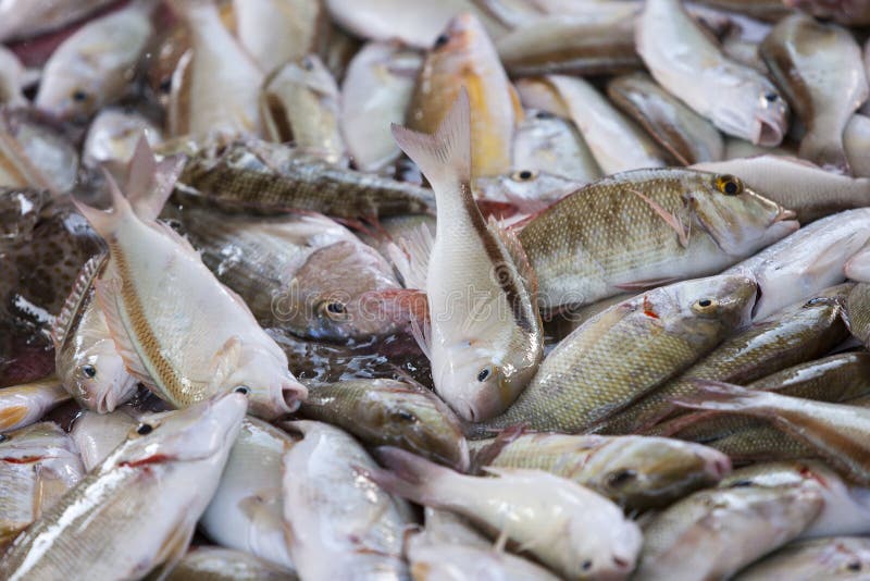 Frische Fische auf der Marktanzeige lizenzfreies stockfoto Frische Fische auf der Marktanzeige lizenzfreies stockfoto