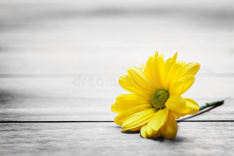 Frische Frühlingsgänseblümchenblume auf rustikalem Holz Weinlese, Konzept lizenzfreie stockbilder Frische Frühlingsgänseblümchenblume auf rustikalem Holz Weinlese, Konzept lizenzfreie stockbilder