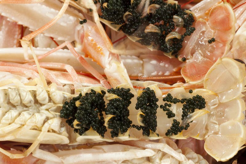 Frische Garnele Scampi Mit Eiern Stockfoto - Bild von meeresfrüchte ...