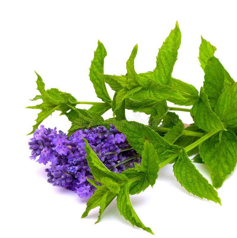 Dill, Thymian, SDill, Salbei, Lavendel, Minze, Basilikum Gesunde