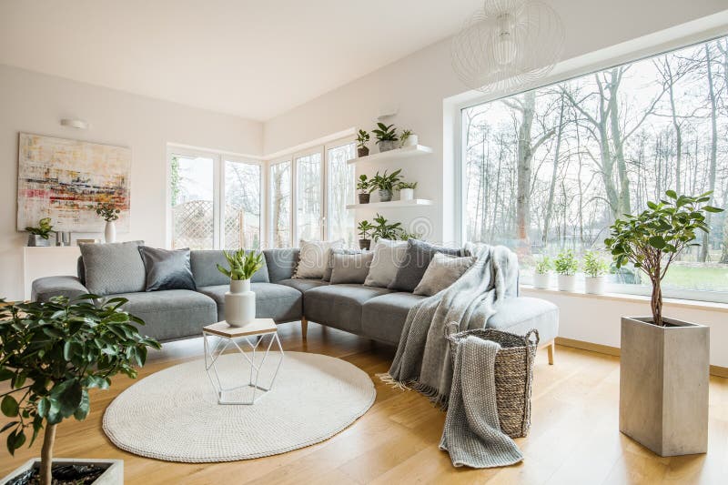 Frische Grünpflanzen im weißen Wohnzimmerinnenraum mit Ecksofa mit Kissen und Decke, Glastür und kleiner Tabelle mit Tulpen lizenzfreie stockfotos Frische Grünpflanzen im weißen Wohnzimmerinnenraum mit Ecksofa mit Kissen und Decke, Glastür und kleiner Tabelle mit Tulpen lizenzfreie stockfotos