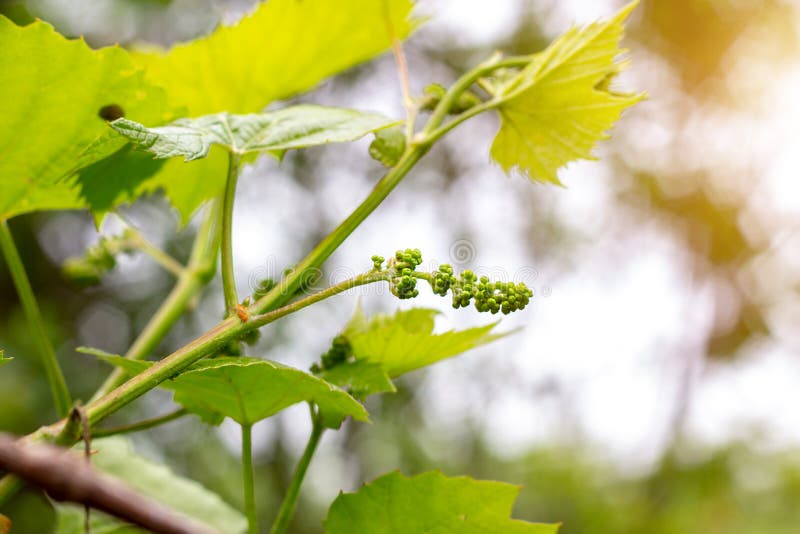 Frische junge grüne wachsende Traubenblätter in einem Weinberg im Frühjahr und Sommer lizenzfreie stockfotografie