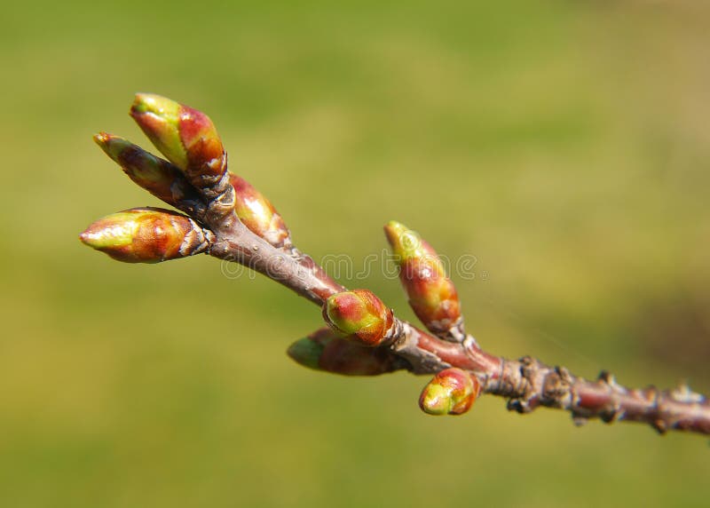 Frische Knospen auf Zweig stockbild. Bild von frisch 19520841