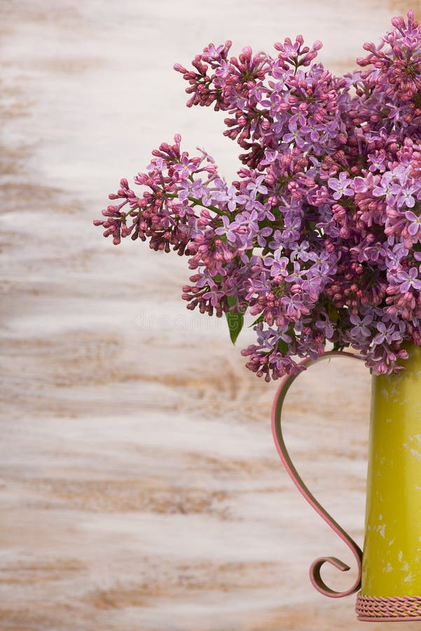 Frische lila Blumen im Metall färben Pitcher gegen weißen Hintergrund gelb stockbilder Frische lila Blumen im Metall färben Pitcher gegen weißen Hintergrund gelb stockbilder