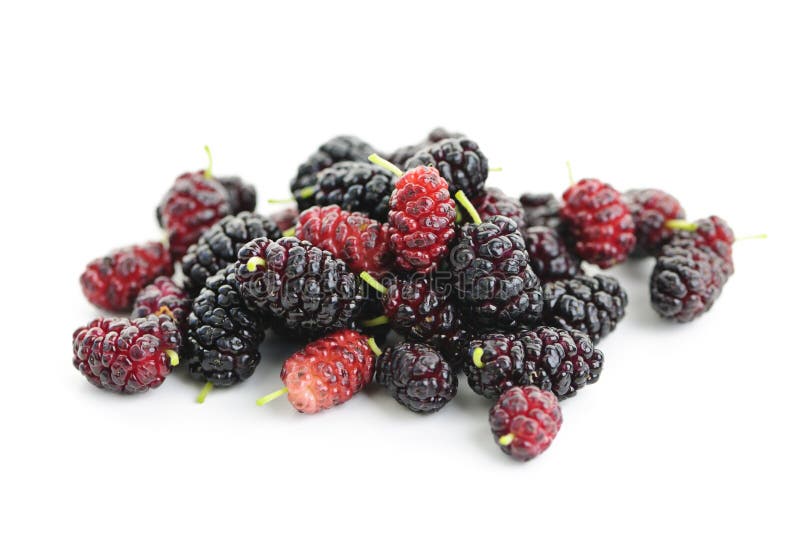 Frische Maulbeeren stockbild. Bild von nahaufnahme, erzeugnis 21220809