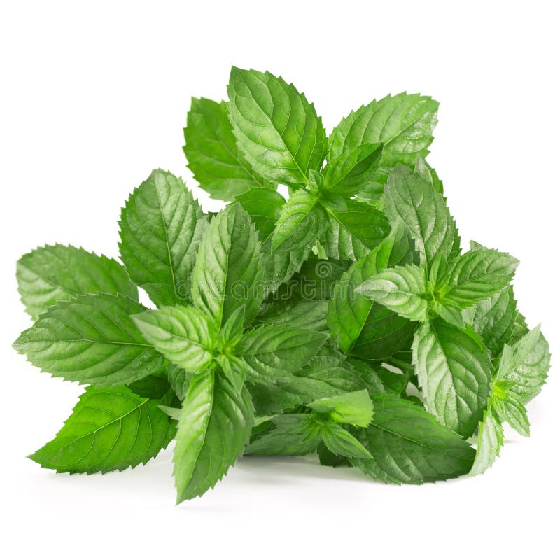 Frische Minze stockbild. Bild von grün, kraut, organisch 40338129