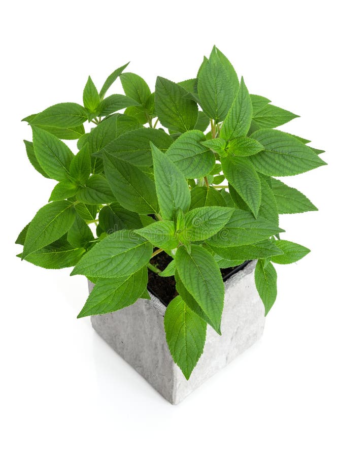 Frische Minze in Einem Topf Stockbild Bild von pflanzen, betrieb