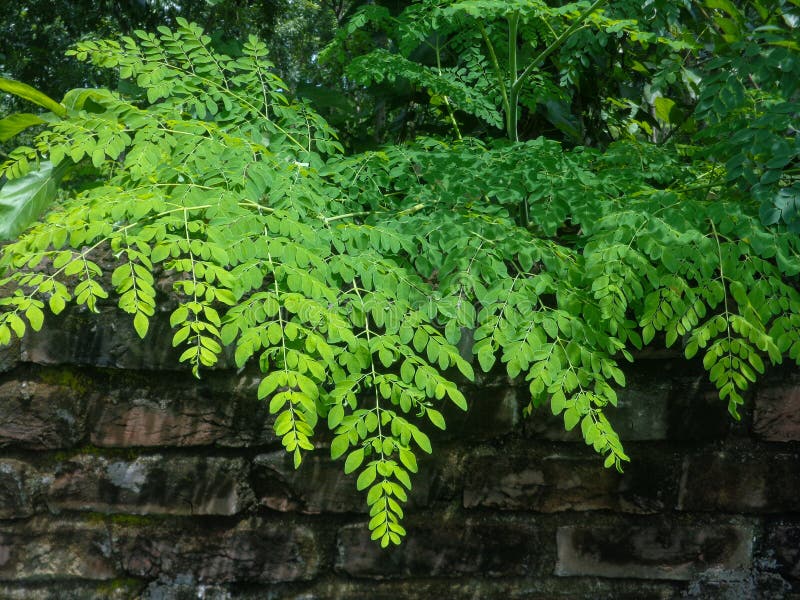Frische Moringablätter. Ziegelwände sind mit Blättern des Sajnabaumes bedeckt. Moringa-Blätter