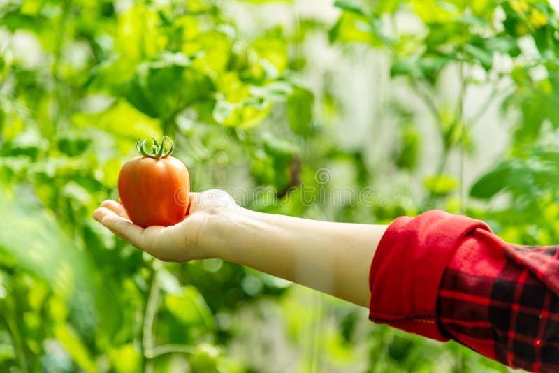 Frische organische reife rote Tomate in den Landwirthänden Geschmackvolles süßes Gemüse im Bauernhoflandwirtschaftskonzept lizenzfreie stockfotografie Frische organische reife rote Tomate in den Landwirthänden Geschmackvolles süßes Gemüse im Bauernhoflandwirtschaftskonzept lizenzfreie stockfotografie