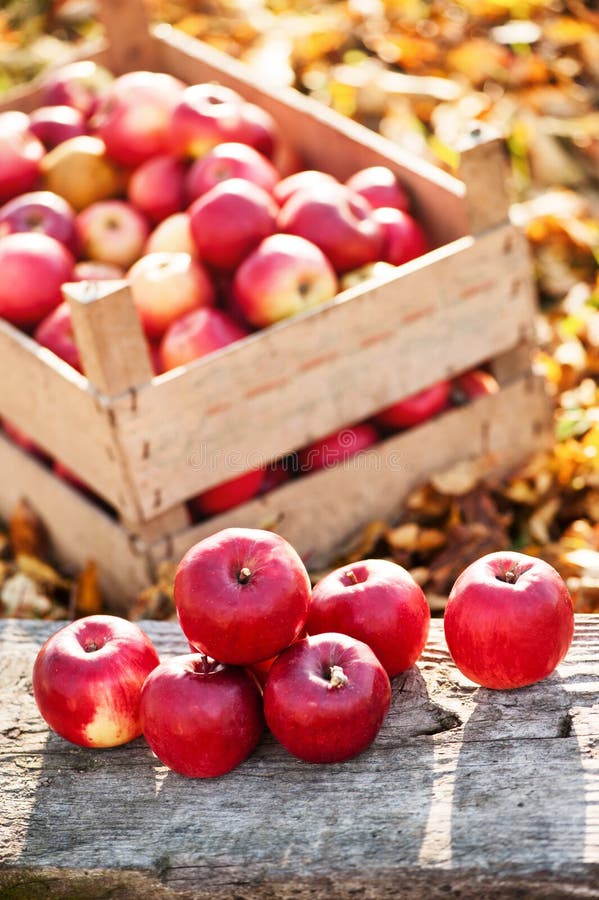 Frische organische rote Äpfel vom Herbst ernten am lokalen Bauernhof stockbilder Frische organische rote Äpfel vom Herbst ernten am lokalen Bauernhof stockbilder