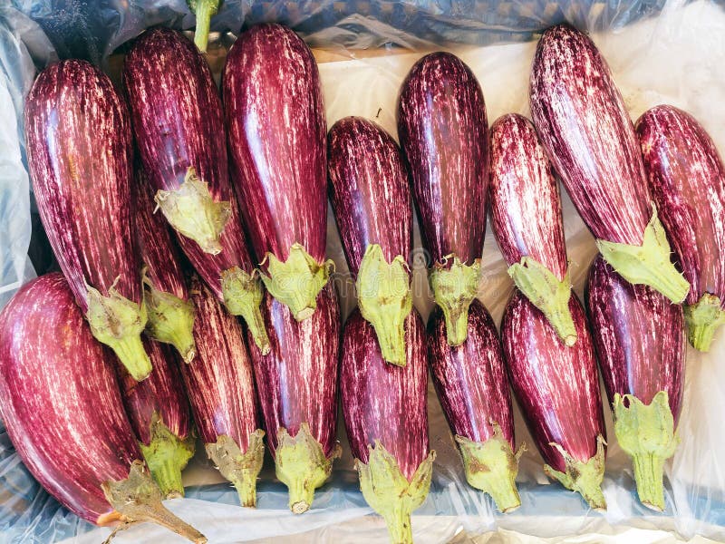 Frische purpurrote gestreifte Auberginen im Obst- und GemüseGeschäft stockfoto Frische purpurrote gestreifte Auberginen im Obst- und GemüseGeschäft stockfoto