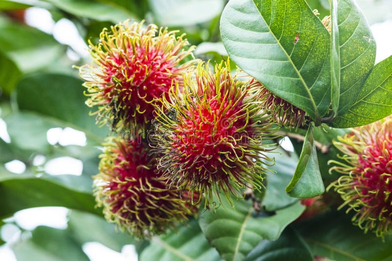 Frische Rambutanfrucht mit süßem rotem Oberteil, Thailand lizenzfreies stockbild Frische Rambutanfrucht mit süßem rotem Oberteil, Thailand lizenzfreies stockbild