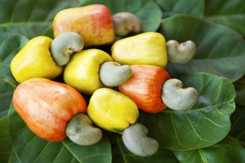Frische reife Brasilianer Caju-Acajoubaum-Frucht
