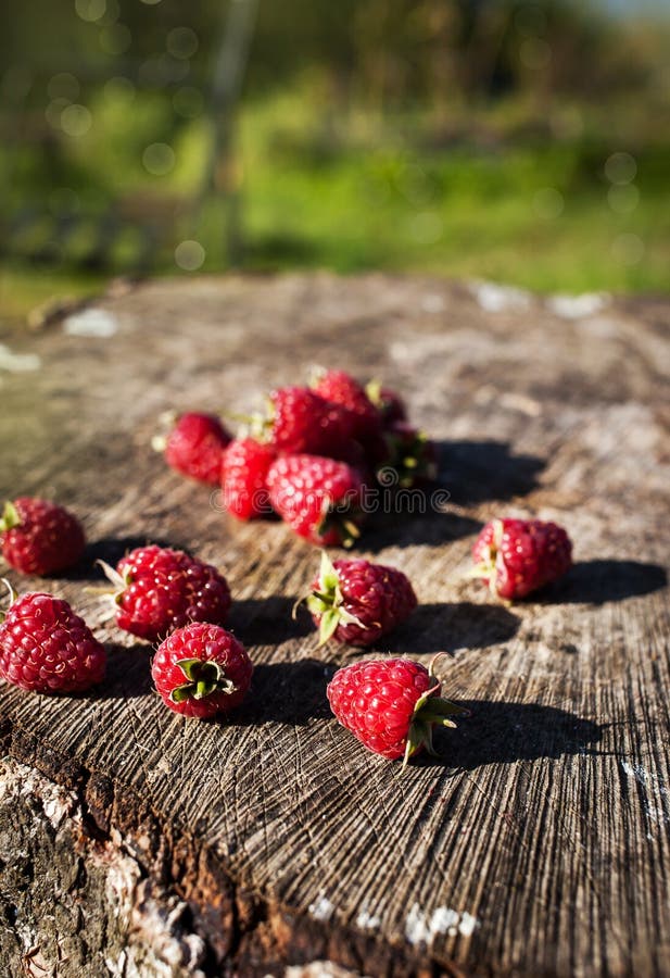 Frische Reife Himbeeren Auf Stumpf Im Garten Stockbild