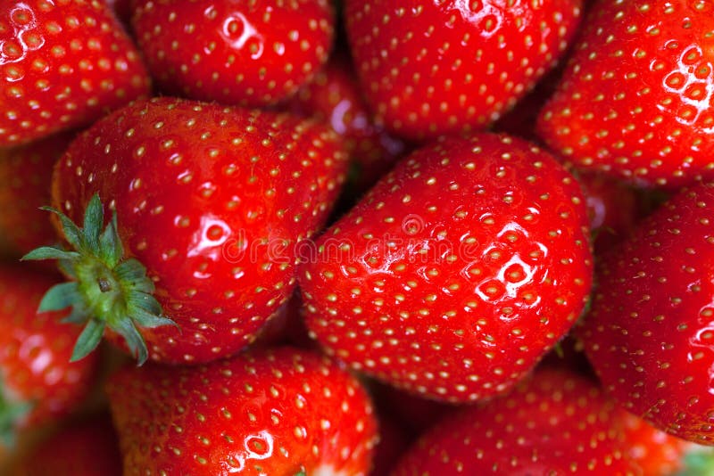 Frische reife perfekte Erdbeere, Lebensmittel-Feld-Hintergrund