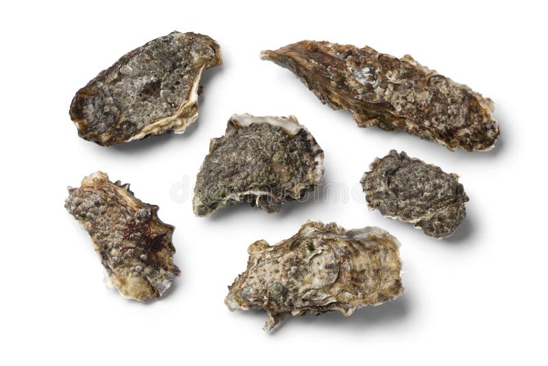 Pazifische Auster stockbild. Bild von studio, japanisch - 37994315