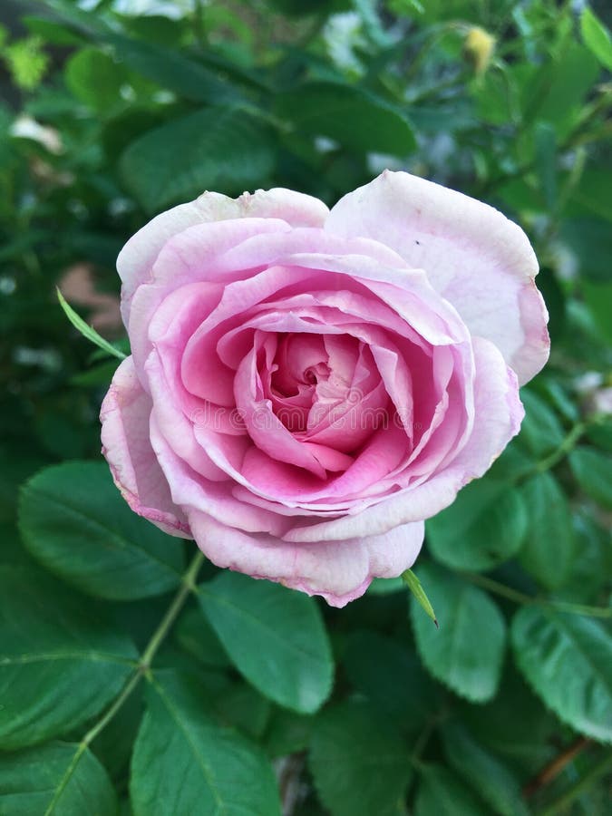 Frische rosa rosafarbene Nahaufnahme auf grünem Hintergrund stockfoto Frische rosa rosafarbene Nahaufnahme auf grünem Hintergrund stockfoto