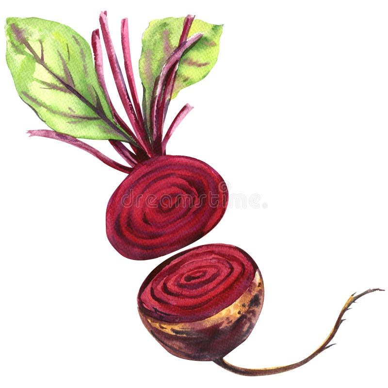 Frische Rote-Bete-Wurzeln mit den Blättern lokalisiert, Aquarellillustration stock abbildung