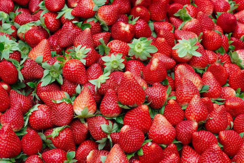Frische rote reife Erdbeeren lizenzfreies stockbild