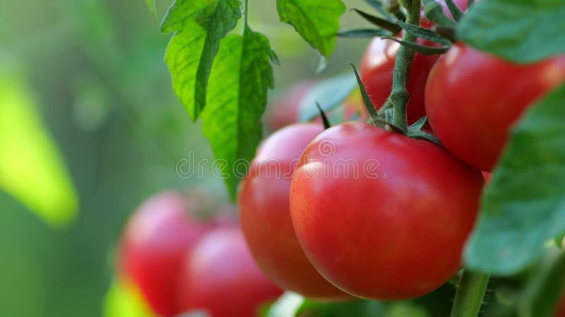 Frische rote reife Tomaten auf dem Ast. organisch