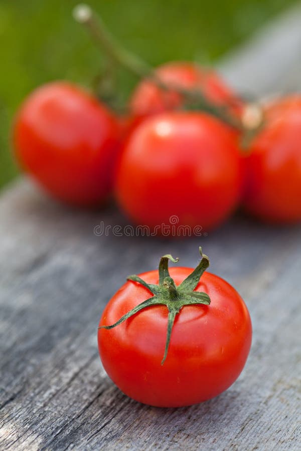 Frische süße Tomaten stockbild. Bild von frische, tomaten - 30985663