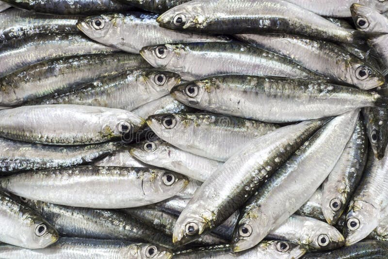 Frische Sardinen stockfotografie Frische Sardinen stockfotografie