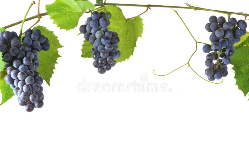 Frische Traube des Blockes stockfotografie