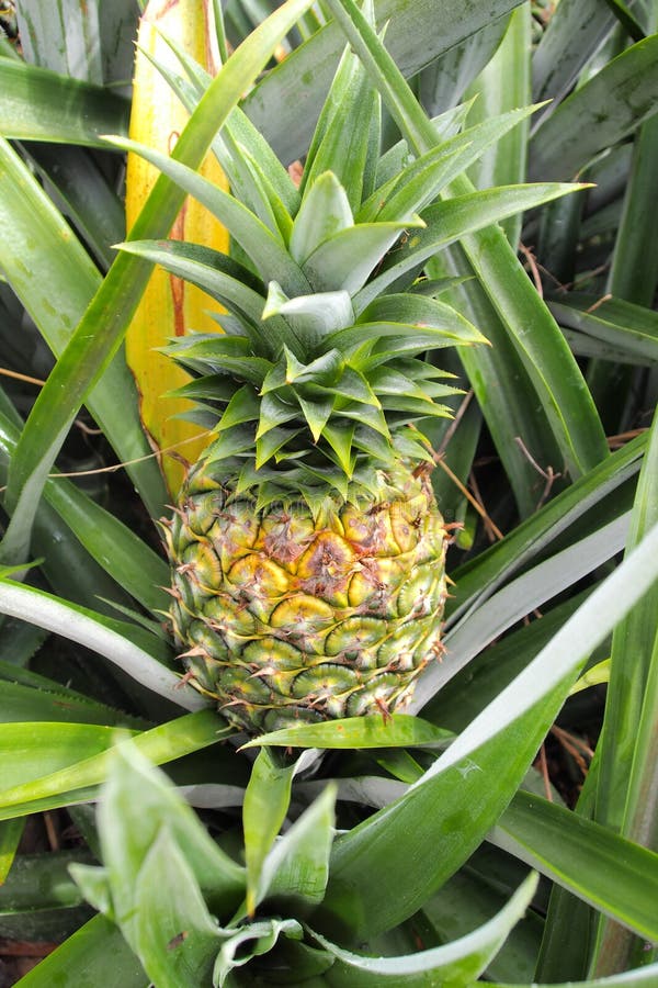 Frische Tropische Ananas Auf Dem Baum Im Bauernhof Stockbild - Bild von ...