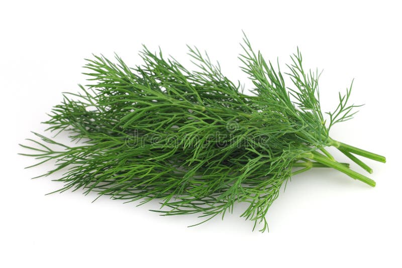 Frischer Dill stockfoto. Bild von grün, aroma, dill, gewürz 21464964