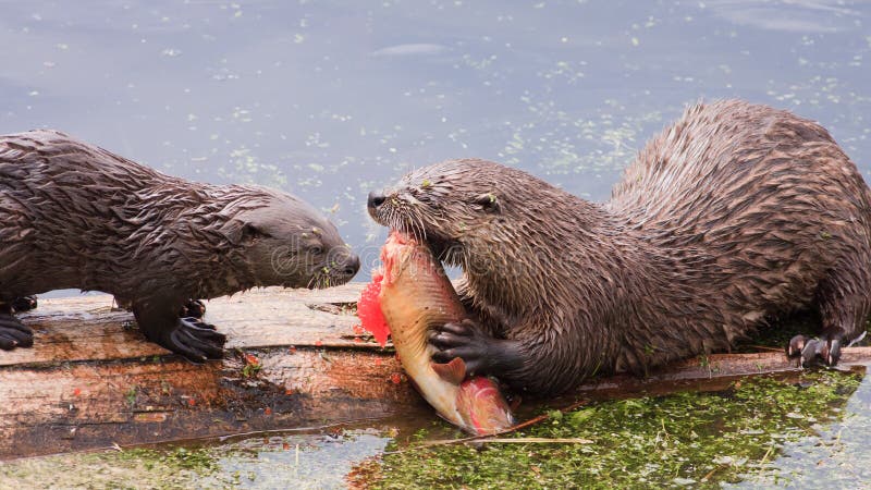 Frischer Fang, Fluss-Otter, die auf Forelle speisen stockfotografie Frischer Fang, Fluss-Otter, die auf Forelle speisen stockfotografie