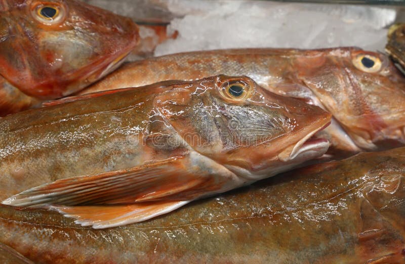 Frischer Fang von Fischen auf Kleinmarktanzeige lizenzfreie stockbilder Frischer Fang von Fischen auf Kleinmarktanzeige lizenzfreie stockbilder