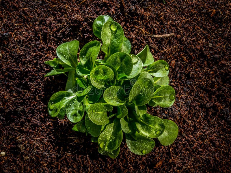 Frischer Feldsalat oder Feldsalat mit nettem Wasser fällt stockfotos Frischer Feldsalat oder Feldsalat mit nettem Wasser fällt stockfotos