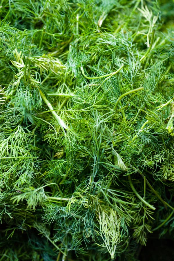 Dill Im Garten (selektiver Fokus Benutzt) Stockbild Bild