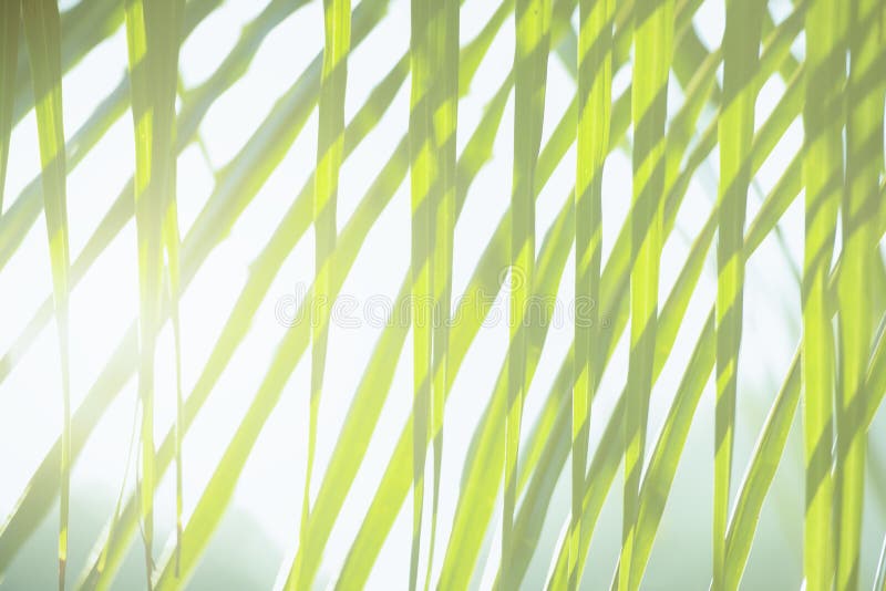 Frischer grüner Baum verlässt mit Rahmen des natürlichen Hintergrundes Grüne Farbe der Zusammenfassungsunschärfe für Naturhinterg stockbilder Frischer grüner Baum verlässt mit Rahmen des natürlichen Hintergrundes Grüne Farbe der Zusammenfassungsunschärfe für Naturhinterg stockbilder