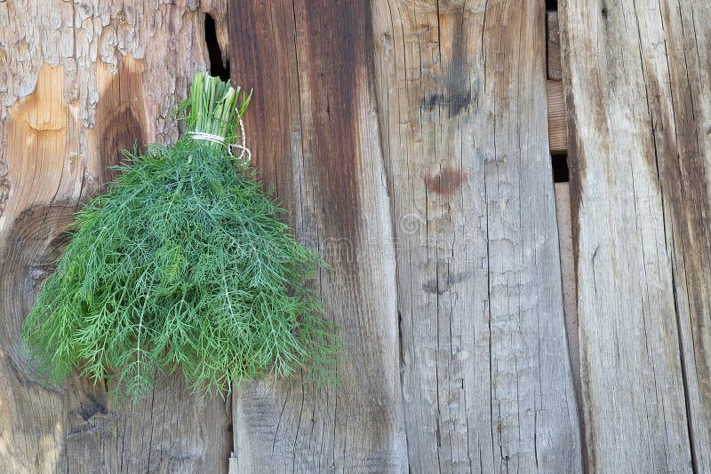 Frischer grüner Dill auf altem hölzernem Hintergrund lizenzfreie stockfotografie Frischer grüner Dill auf altem hölzernem Hintergrund lizenzfreie stockfotografie